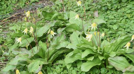 Erythronium ‘Pagoda’