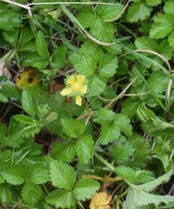 Yellow-flowered Strawberry