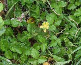 Yellow-flowered Strawberry