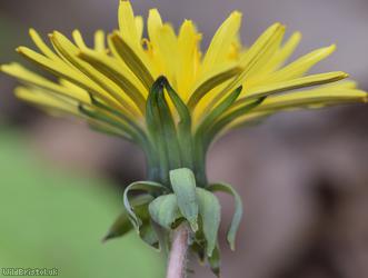 Hexham Dandelion