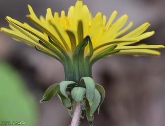 Hexham Dandelion