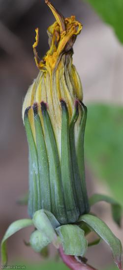 Hexham Dandelion