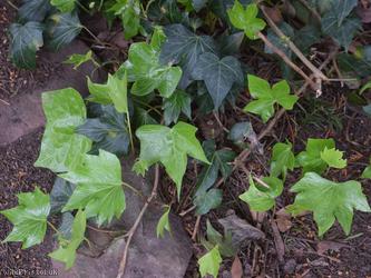 Common Ivy