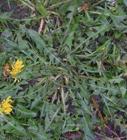 Black-toothed Dandelion