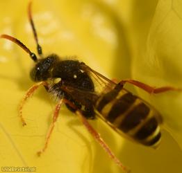 Gooden's Nomad Bee