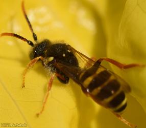 Gooden's Nomad Bee