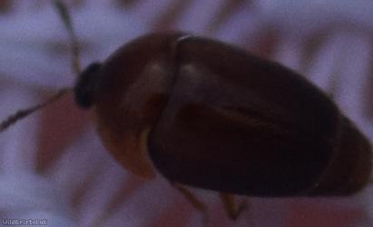 Sericoderus lateralis