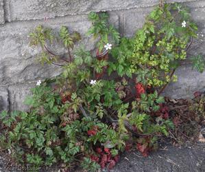 Herb-robert
