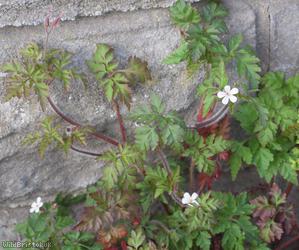 Herb-robert