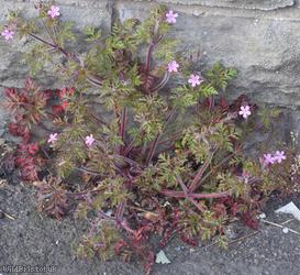 Herb-robert