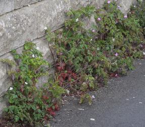 Herb-robert