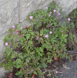 Herb-robert