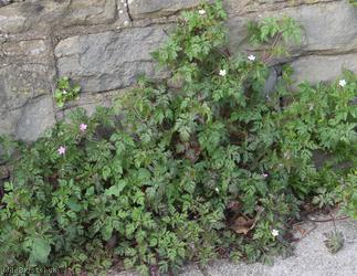 Herb-robert