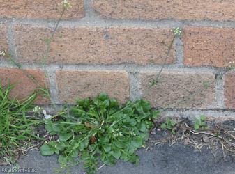 image for Shepherd's-purse type 73