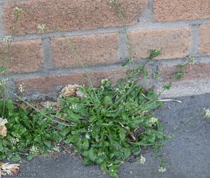 Shepherd's-purse type 73