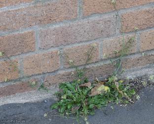 Shepherd's-purse type 73