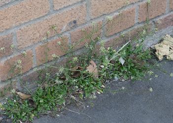 Shepherd's-purse type 73