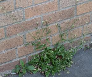 Shepherd's-purse type 73