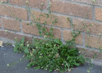 Shepherd's-purse type 73