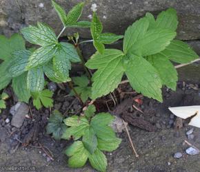 Knotted Crane's-bill