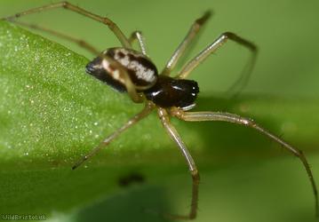 image for Small Hanky-weaver