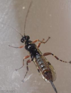 Itoplectis maculator