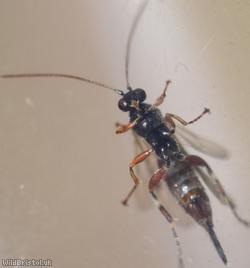 Itoplectis maculator