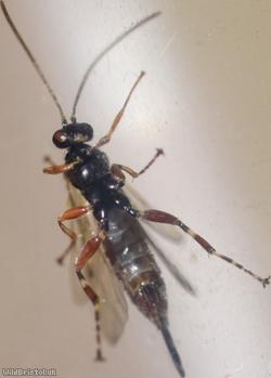 Itoplectis maculator