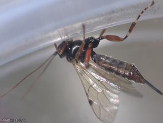 Itoplectis maculator