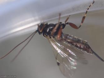 Itoplectis maculator