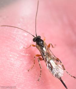 Itoplectis maculator