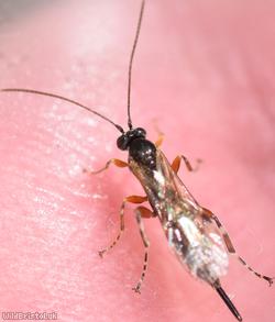 Itoplectis maculator