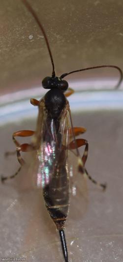 Itoplectis maculator