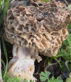 Common Morel