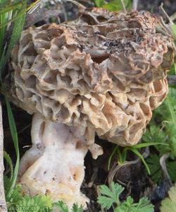 Common Morel