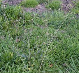 Shepherd's-purse type 74