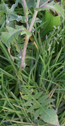 Shepherd's-purse type 74