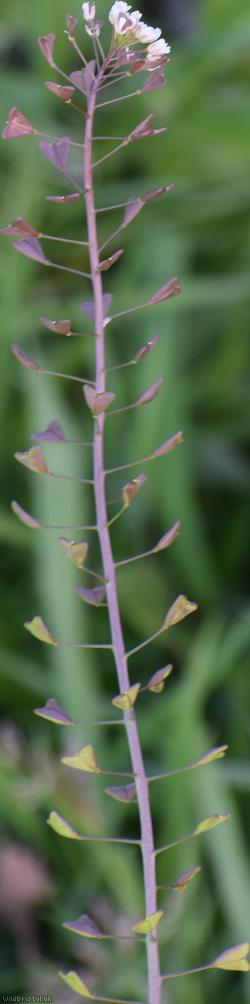 Shepherd's-purse type 74