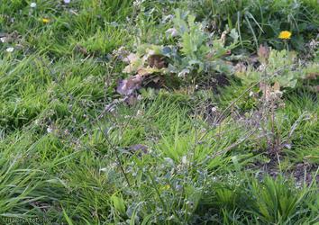 Shepherd's-purse type 74