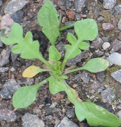 Shepherd's-purse type 75