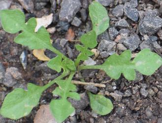 Shepherd's-purse type 75