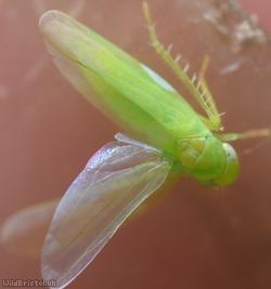 Empoasca decipiens
