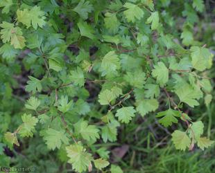 Common Hawthorn type 50