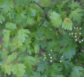 Common Hawthorn type 50
