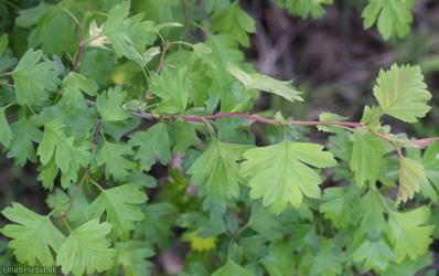 Common Hawthorn type 50