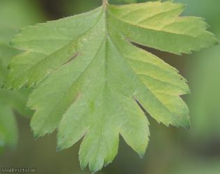 Common Hawthorn type 50