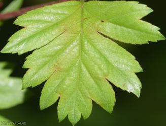 Common Hawthorn type 50