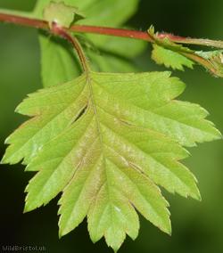 Common Hawthorn type 50