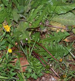 Angular-lobed Dandelion