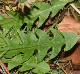 Angular-lobed Dandelion